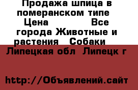 Продажа шпица в померанском типе › Цена ­ 20 000 - Все города Животные и растения » Собаки   . Липецкая обл.,Липецк г.